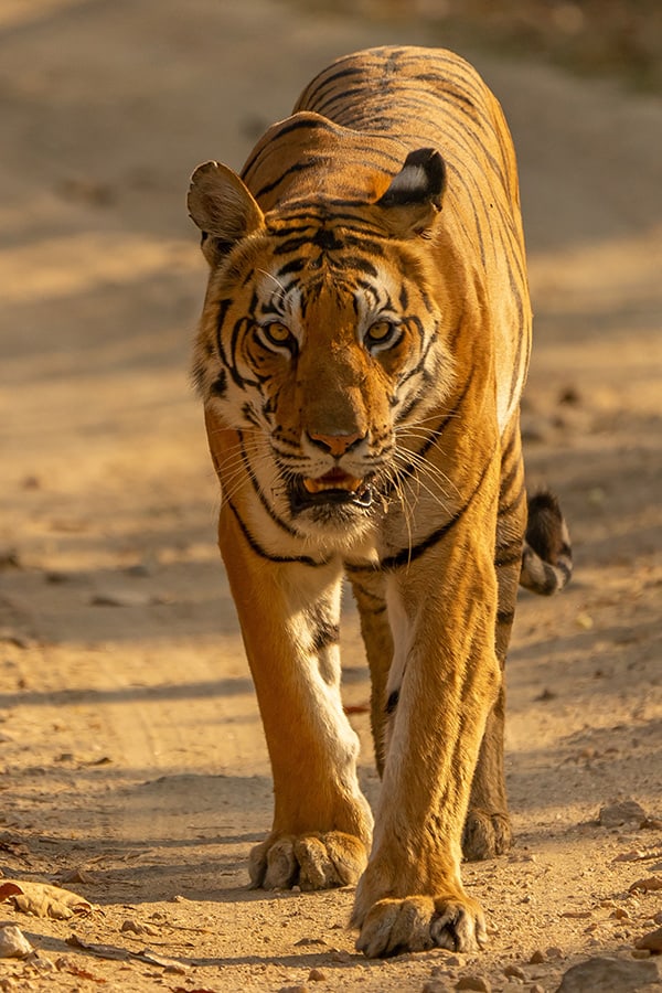 Wild shape tiger