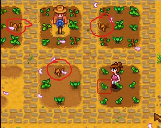 Stardew Valley spring forage seeds