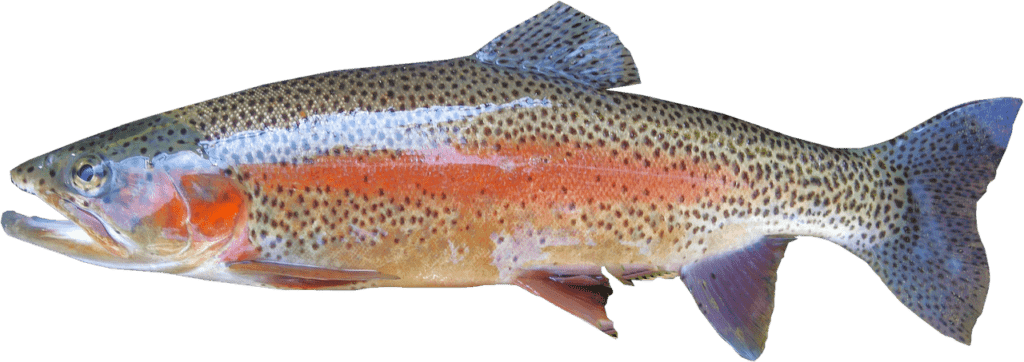 Rainbow Trout Pic